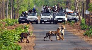 Corbett National Park safari