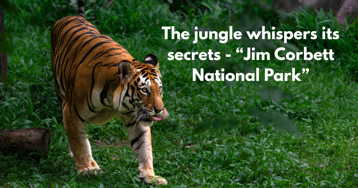 Royal Bengal Tiger resting in the wilderness of Jim Corbett National Park, Uttarakhand